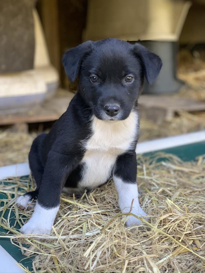 Tux