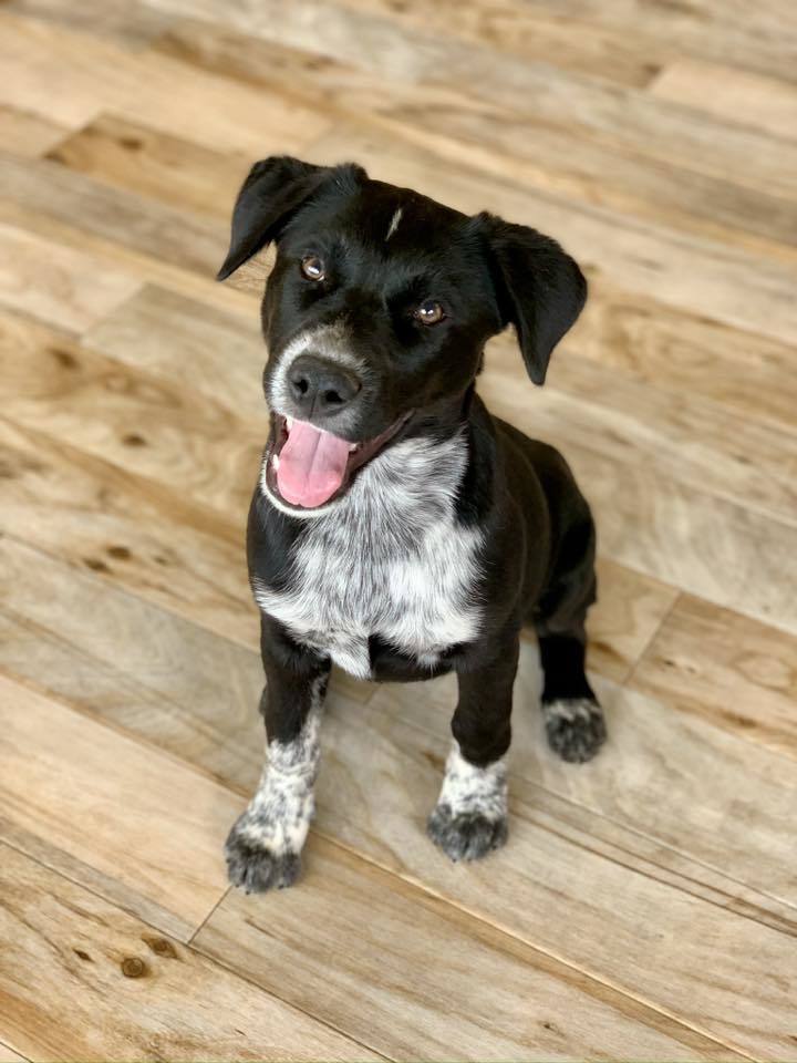 Scout