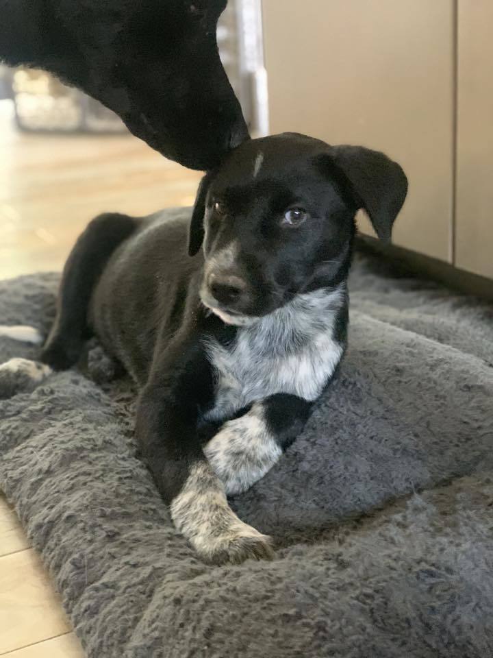 Scout