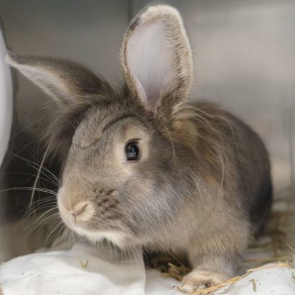 Fluffy (bonded To Ruby)