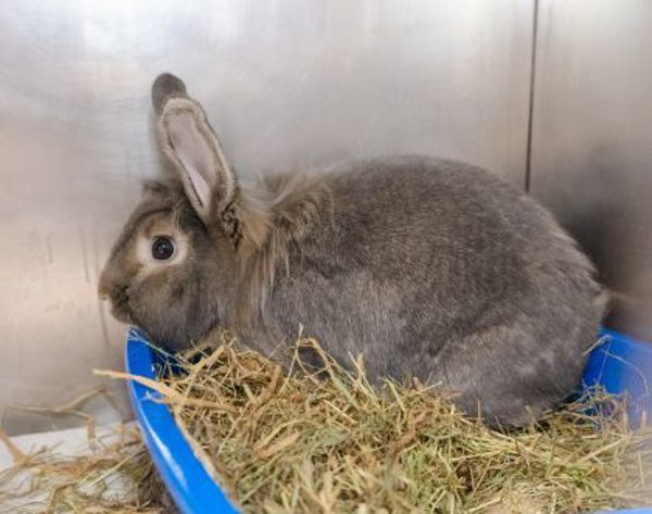 Fluffy (bonded To Ruby)