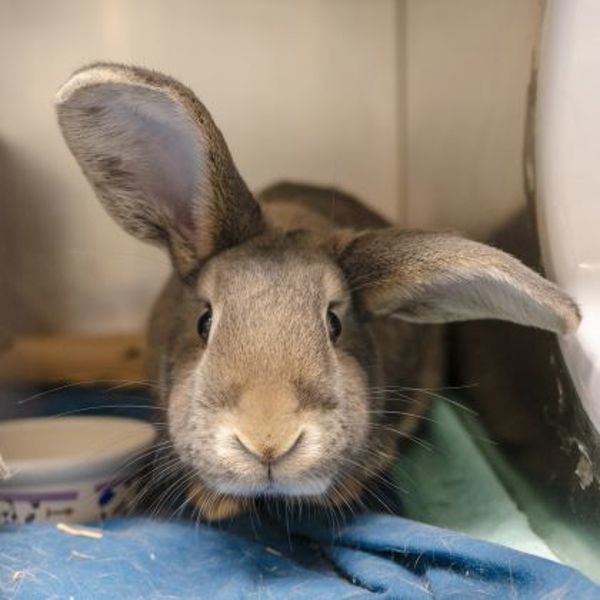 Ruby (bonded To Fluffy)