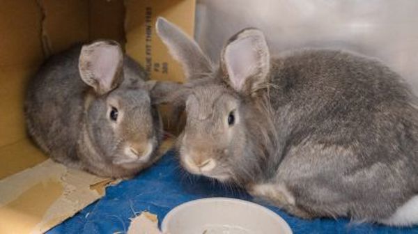 Ruby (bonded To Fluffy)