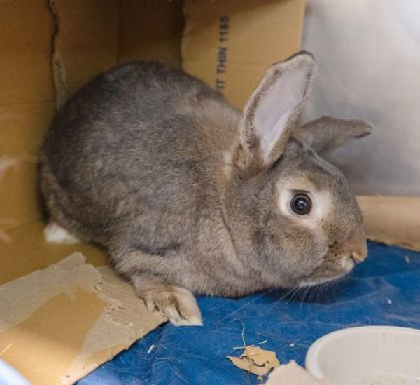 Ruby (bonded To Fluffy)