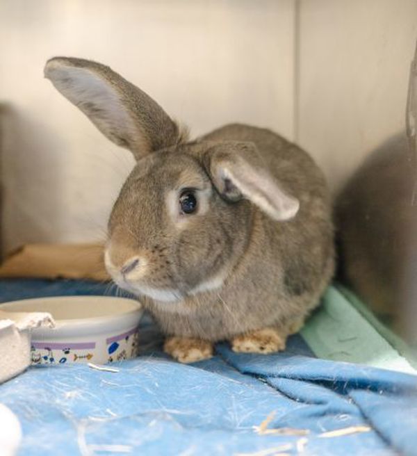 Ruby (bonded To Fluffy)