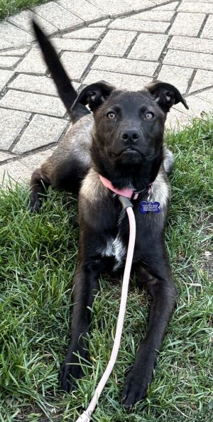 Tails, Baby Female Shepherd
