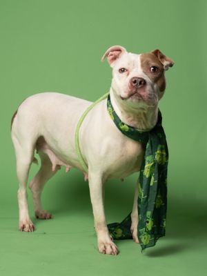 Meet Loretta a sweet and mellow 6-year-old pup looking for her forever home Shes incredibly laid-