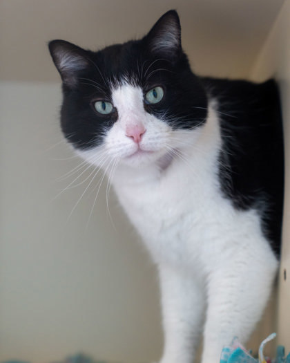 Melvin, an adoptable Domestic Short Hair in Pequot Lakes, MN, 56472 | Photo Image 1