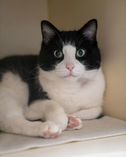 Melvin, an adoptable Domestic Short Hair in Pequot Lakes, MN, 56472 | Photo Image 2