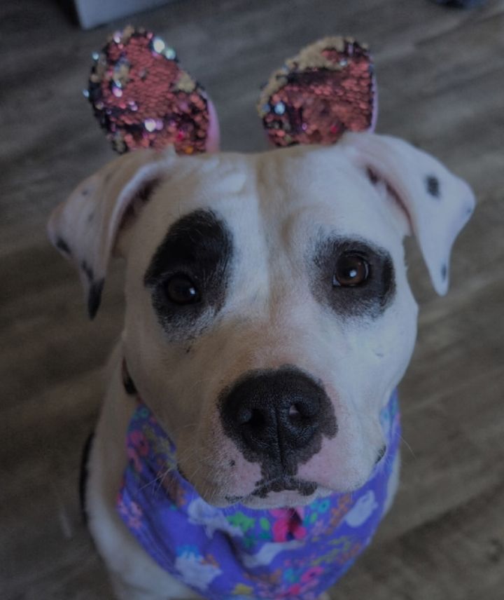 Nala 1