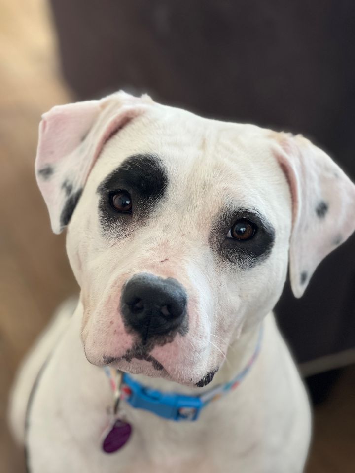 Nala 2