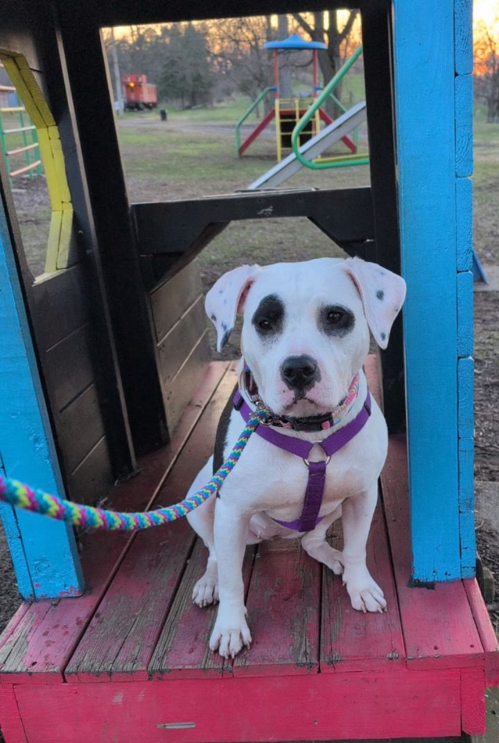 Nala 4