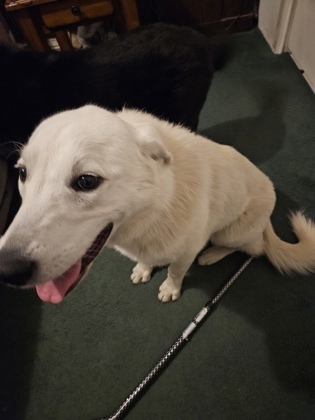 Crystal, an adoptable Golden Retriever, Mixed Breed in Pendleton, OR, 97801 | Photo Image 1