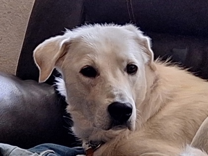 Crystal, an adoptable Golden Retriever, Mixed Breed in Pendleton, OR, 97801 | Photo Image 3