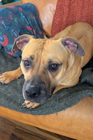 Nala, Adult Female Mixed Breed