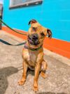 Nala photo 2