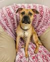 Nala photo 3