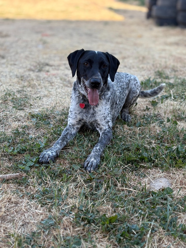 Chief, an adoptable German Shorthaired Pointer in Heber City, UT, 84032 | Photo Image 1