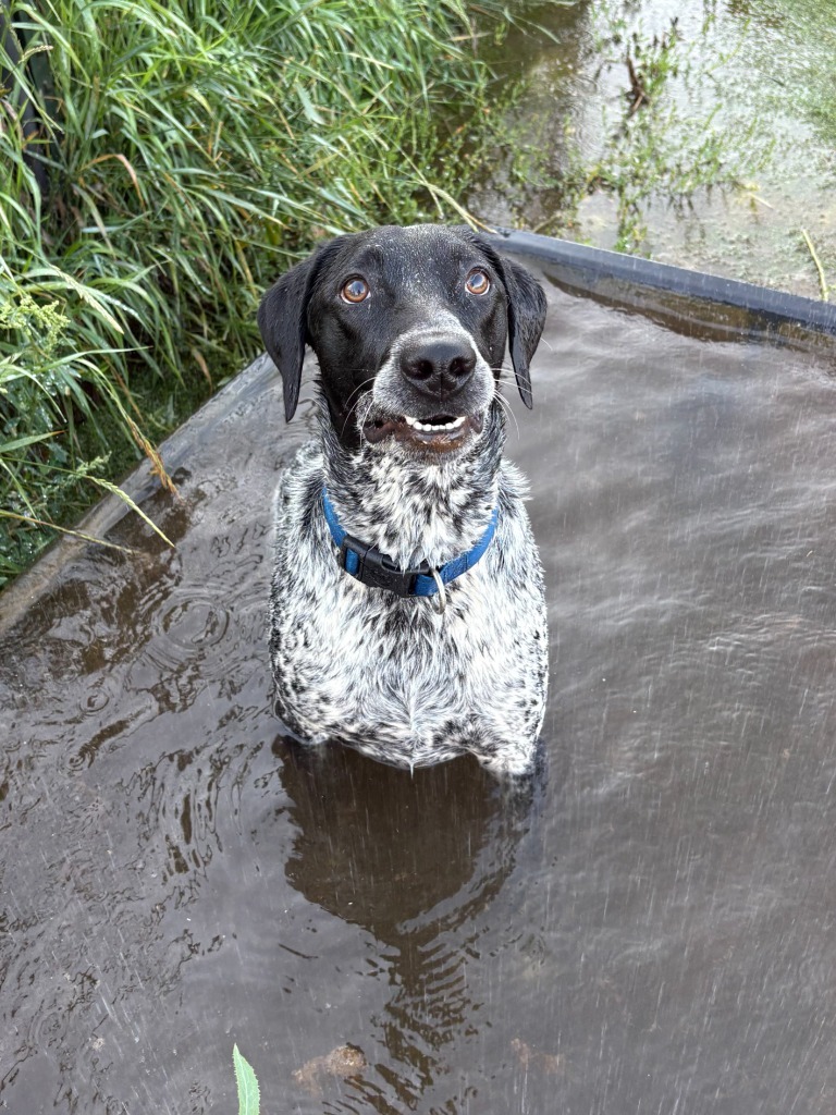 Chief, an adoptable German Shorthaired Pointer in Heber City, UT, 84032 | Photo Image 1