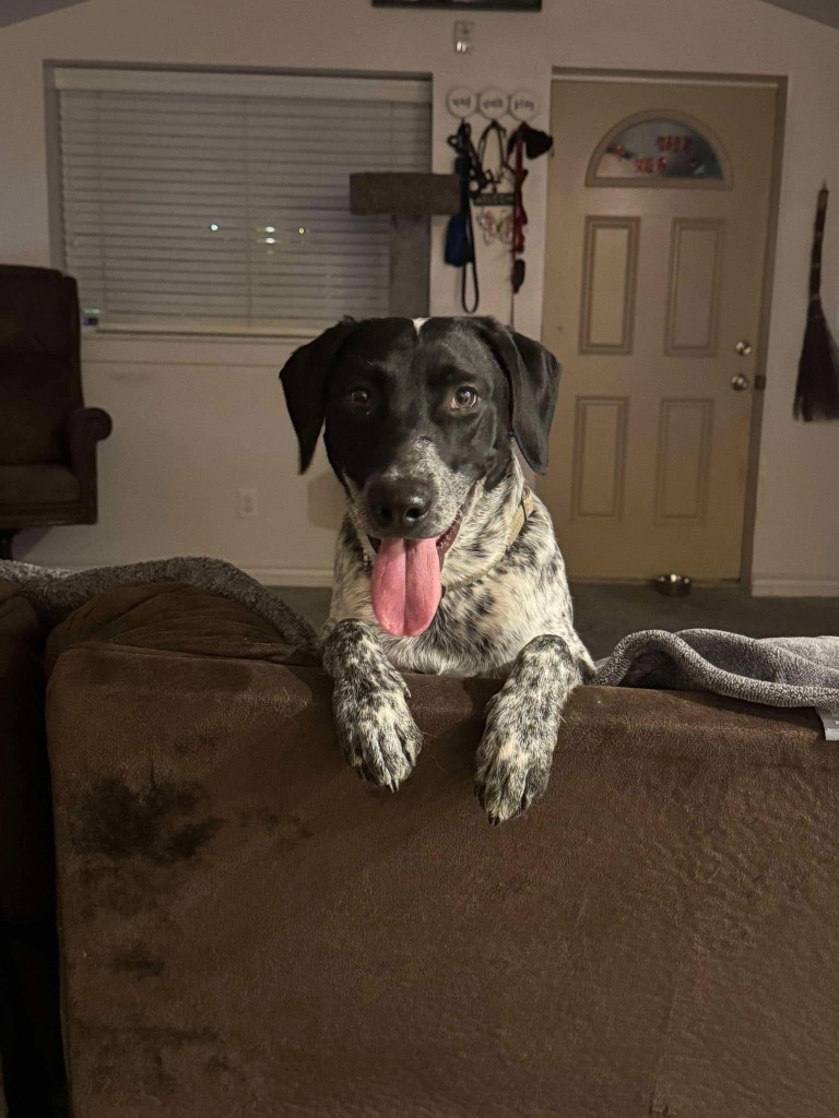 Chief, an adoptable German Shorthaired Pointer in Heber City, UT, 84032 | Photo Image 2