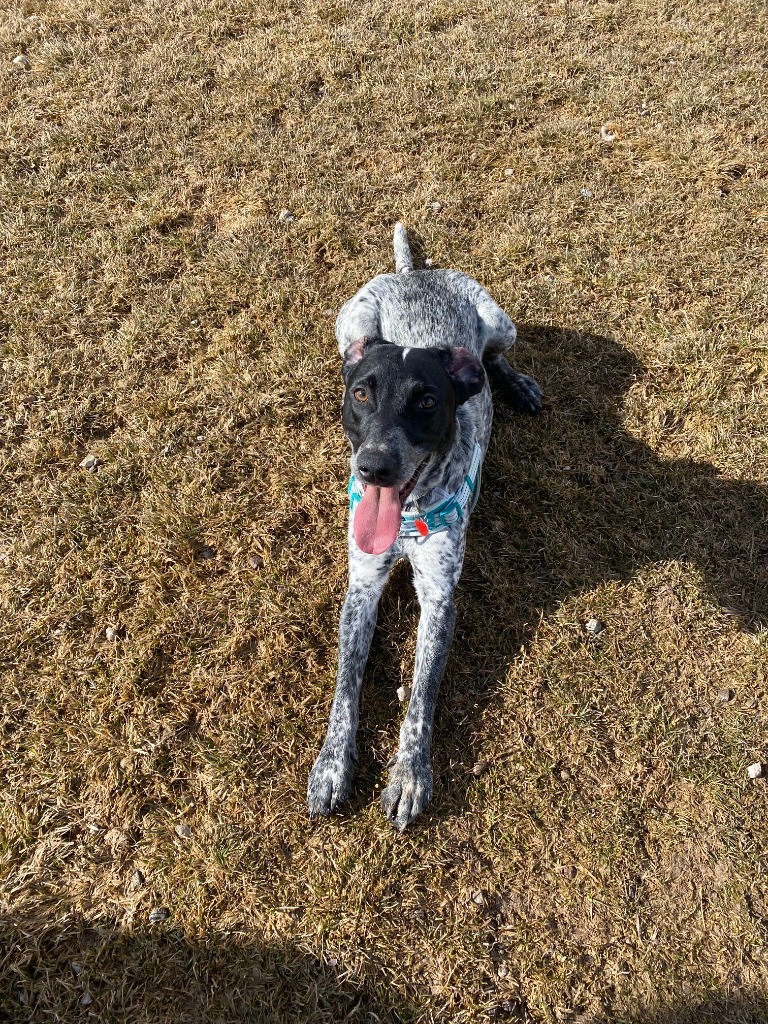 Chief, an adoptable German Shorthaired Pointer in Heber City, UT, 84032 | Photo Image 3