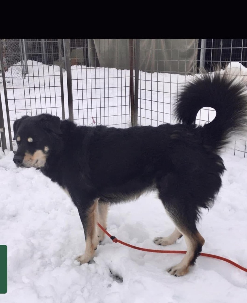 Chip, an adoptable German Shepherd Dog, Husky in Heber City, UT, 84032 | Photo Image 1