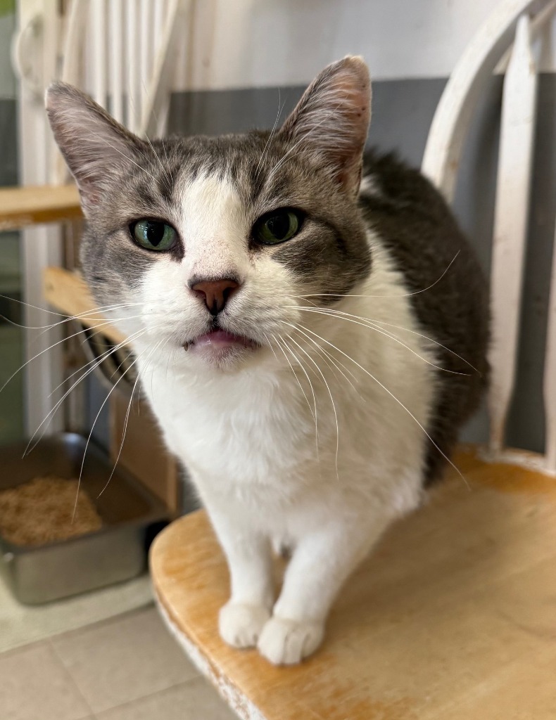 Maxie, an adoptable Domestic Short Hair in Lemoore, CA, 93245 | Photo Image 1