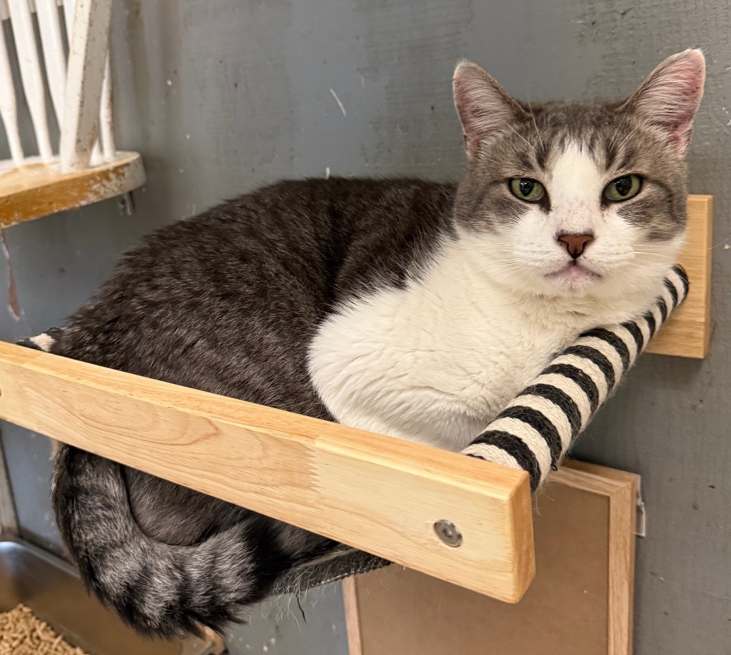 Maxie, an adoptable Domestic Short Hair in Lemoore, CA, 93245 | Photo Image 2
