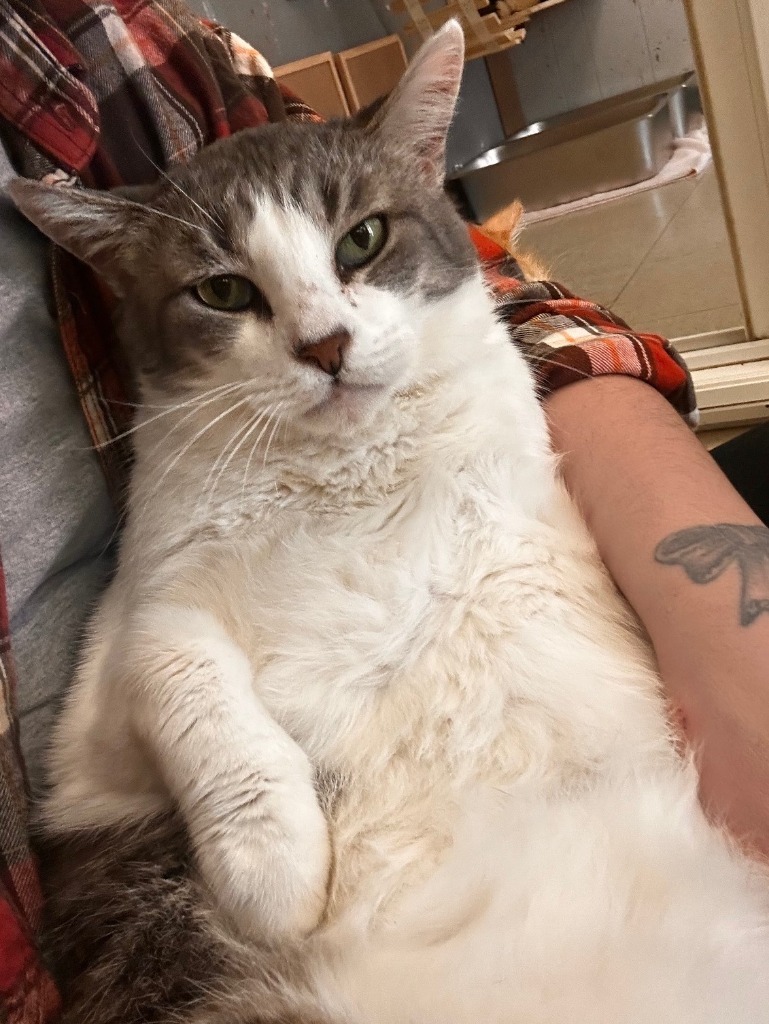 Maxie, an adoptable Domestic Short Hair in Lemoore, CA, 93245 | Photo Image 4