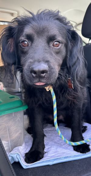 Axl, Young Male unknown