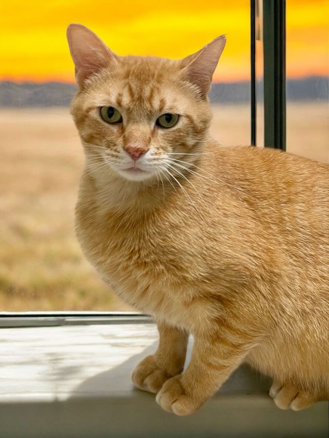 Morris