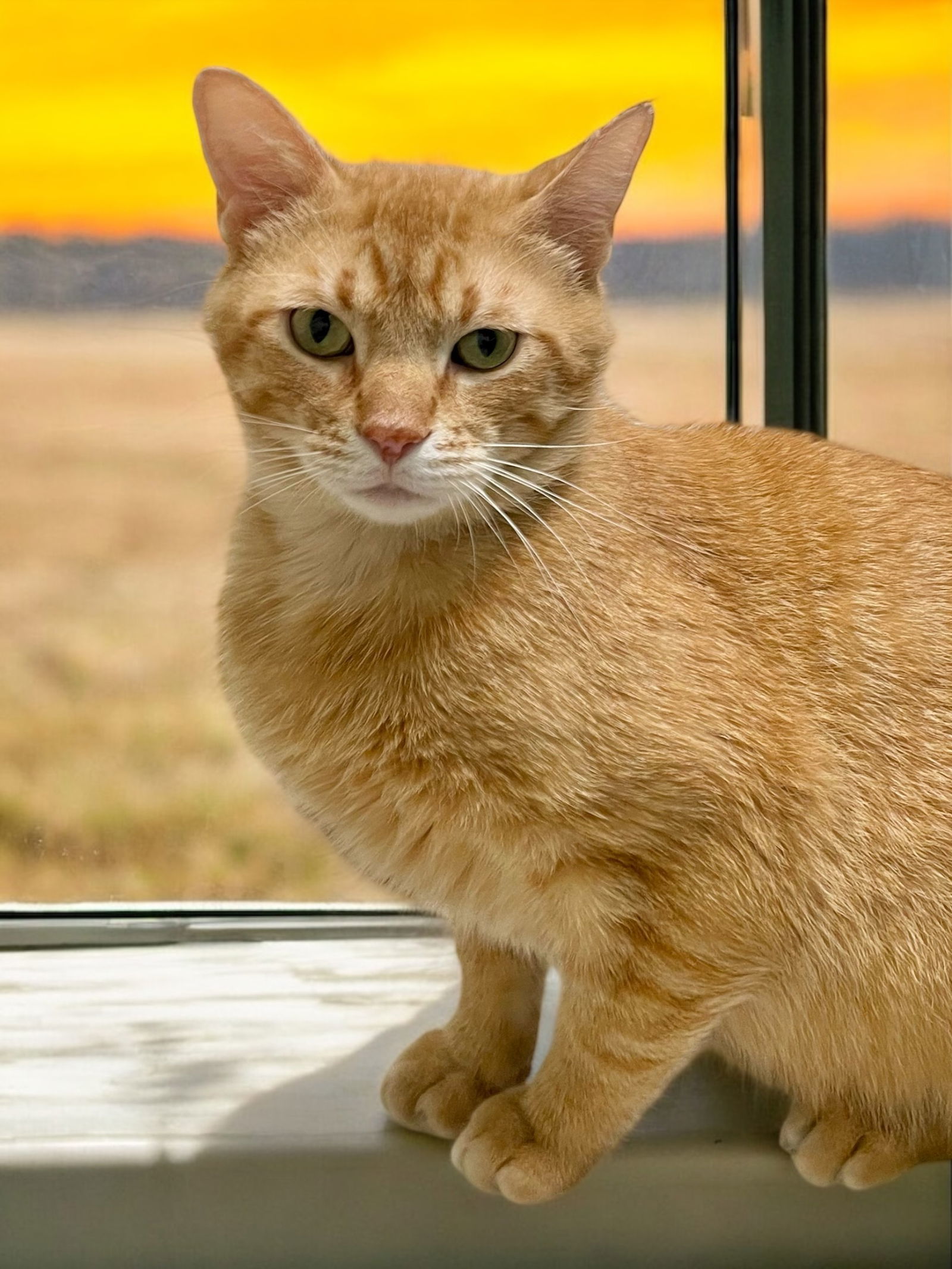 Morris