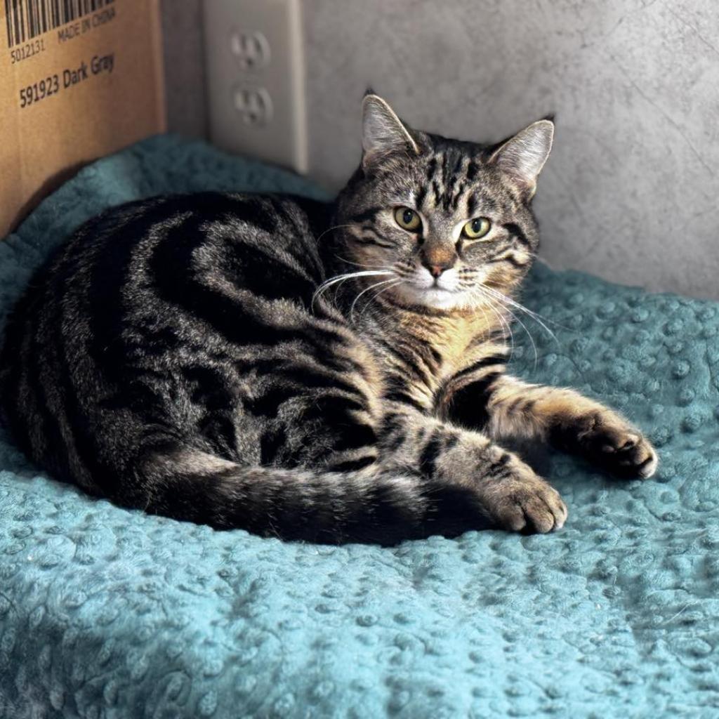 Belle, an adoptable Domestic Short Hair in Oxford, ME, 04270 | Photo Image 1