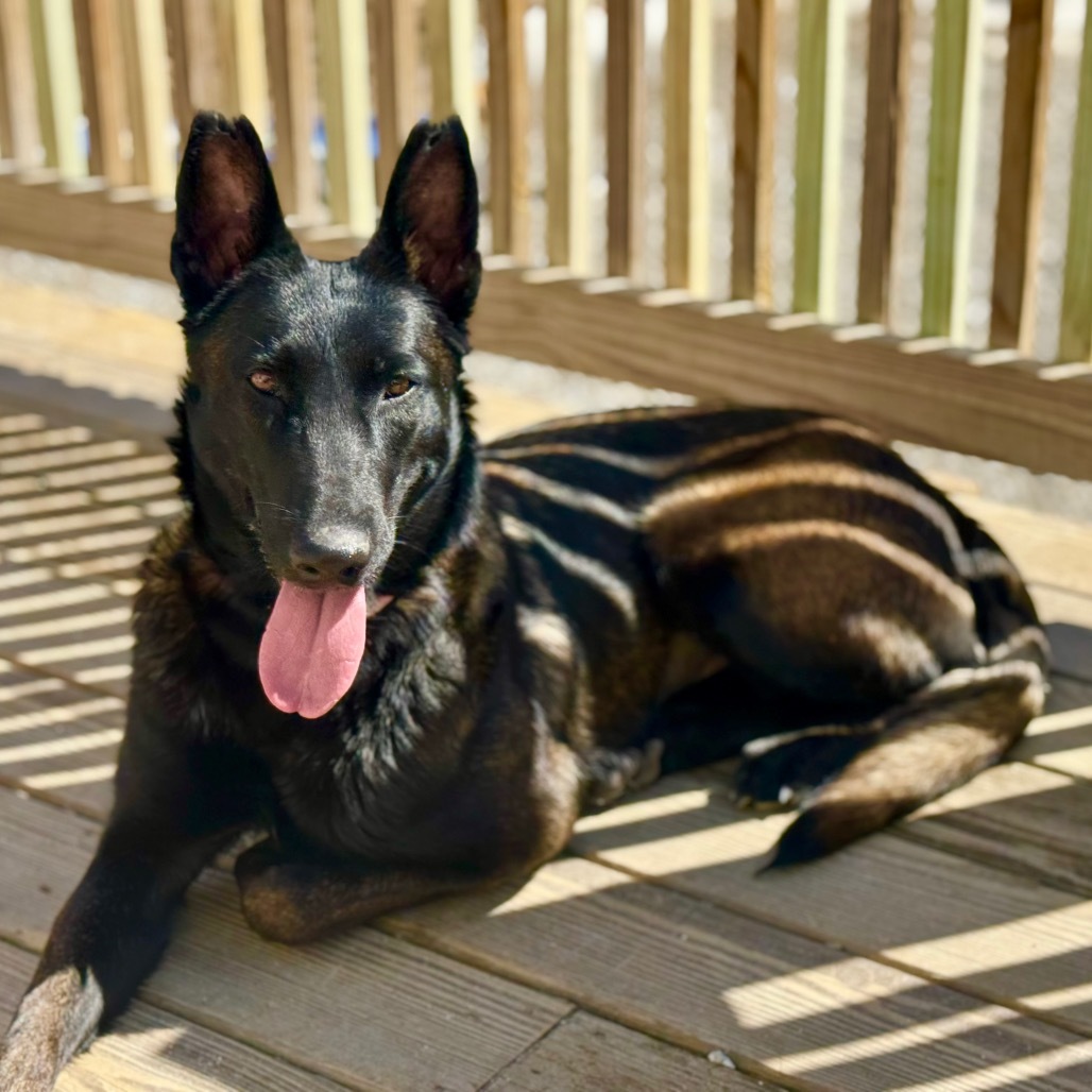 Sienna, an adoptable Belgian Shepherd / Malinois in Oxford, ME, 04270 | Photo Image 1