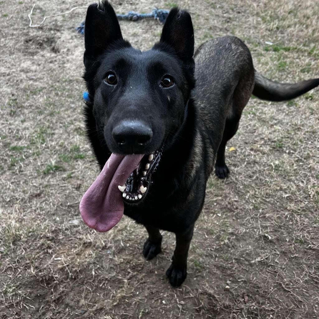 Sienna, an adoptable Belgian Shepherd / Malinois in Oxford, ME, 04270 | Photo Image 2