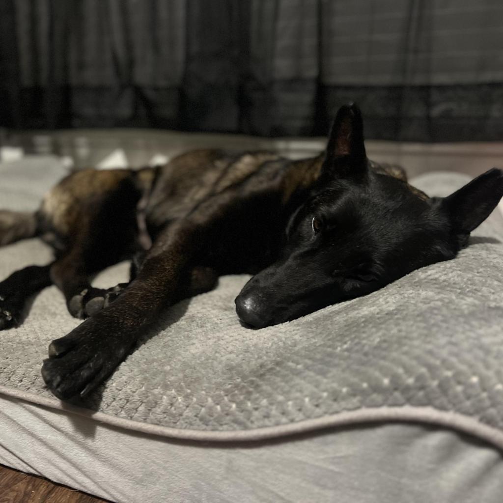Sienna, an adoptable Belgian Shepherd / Malinois in Oxford, ME, 04270 | Photo Image 3