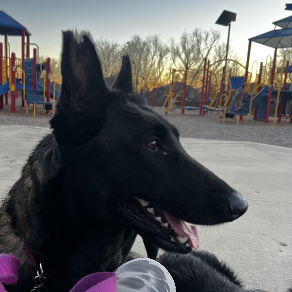 Sienna, an adoptable Belgian Shepherd / Malinois in Oxford, ME, 04270 | Photo Image 4