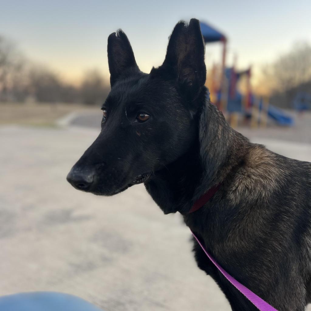 Sienna, an adoptable Belgian Shepherd / Malinois in Oxford, ME, 04270 | Photo Image 5