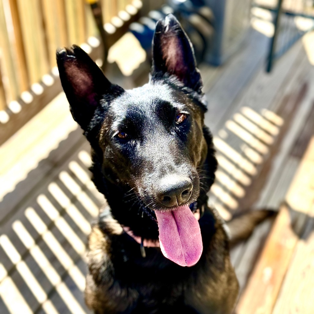 Sienna, an adoptable Belgian Shepherd / Malinois in Oxford, ME, 04270 | Photo Image 6