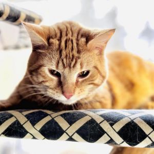 Ghost, Young Male Domestic Short Hair