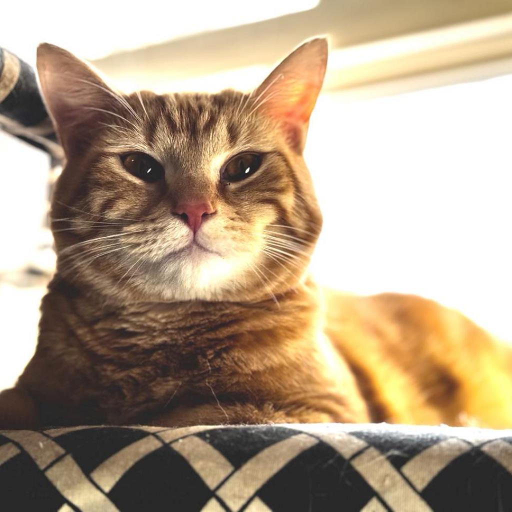 Ghost, an adoptable Domestic Short Hair in Oxford, ME, 04270 | Photo Image 2