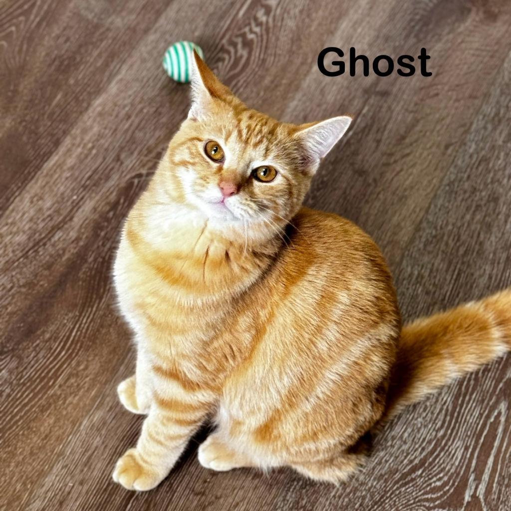 Ghost, an adoptable Domestic Short Hair in Oxford, ME, 04270 | Photo Image 3