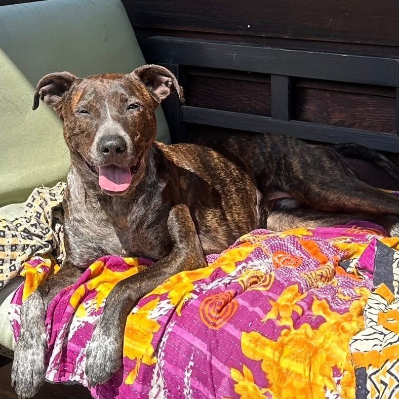 Layla, an adoptable Mountain Cur in Oxford, ME, 04270 | Photo Image 1