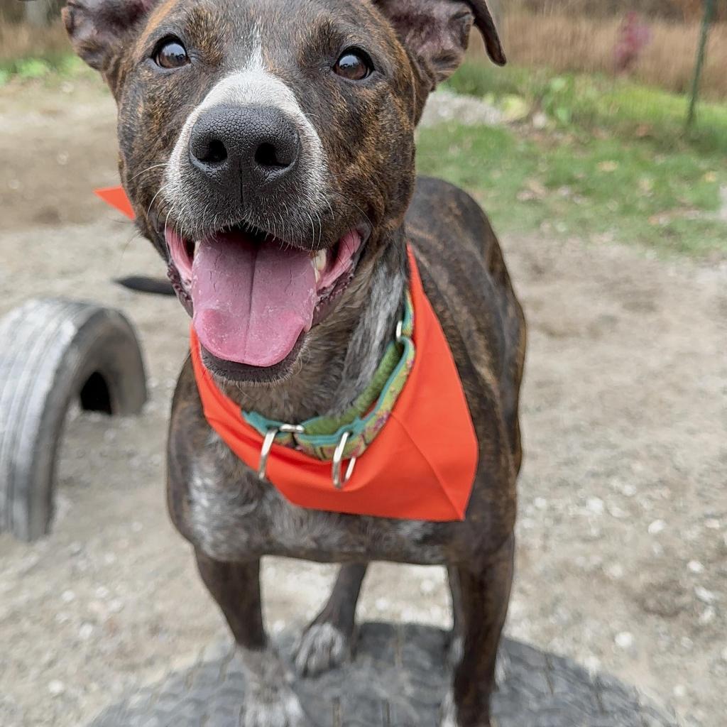 Layla, an adoptable Mountain Cur in Oxford, ME, 04270 | Photo Image 2