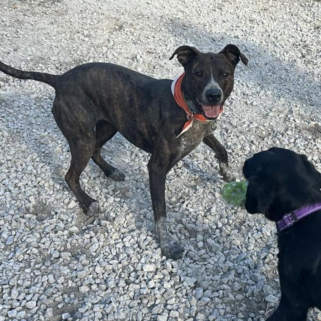 Layla, an adoptable Mountain Cur in Oxford, ME, 04270 | Photo Image 3