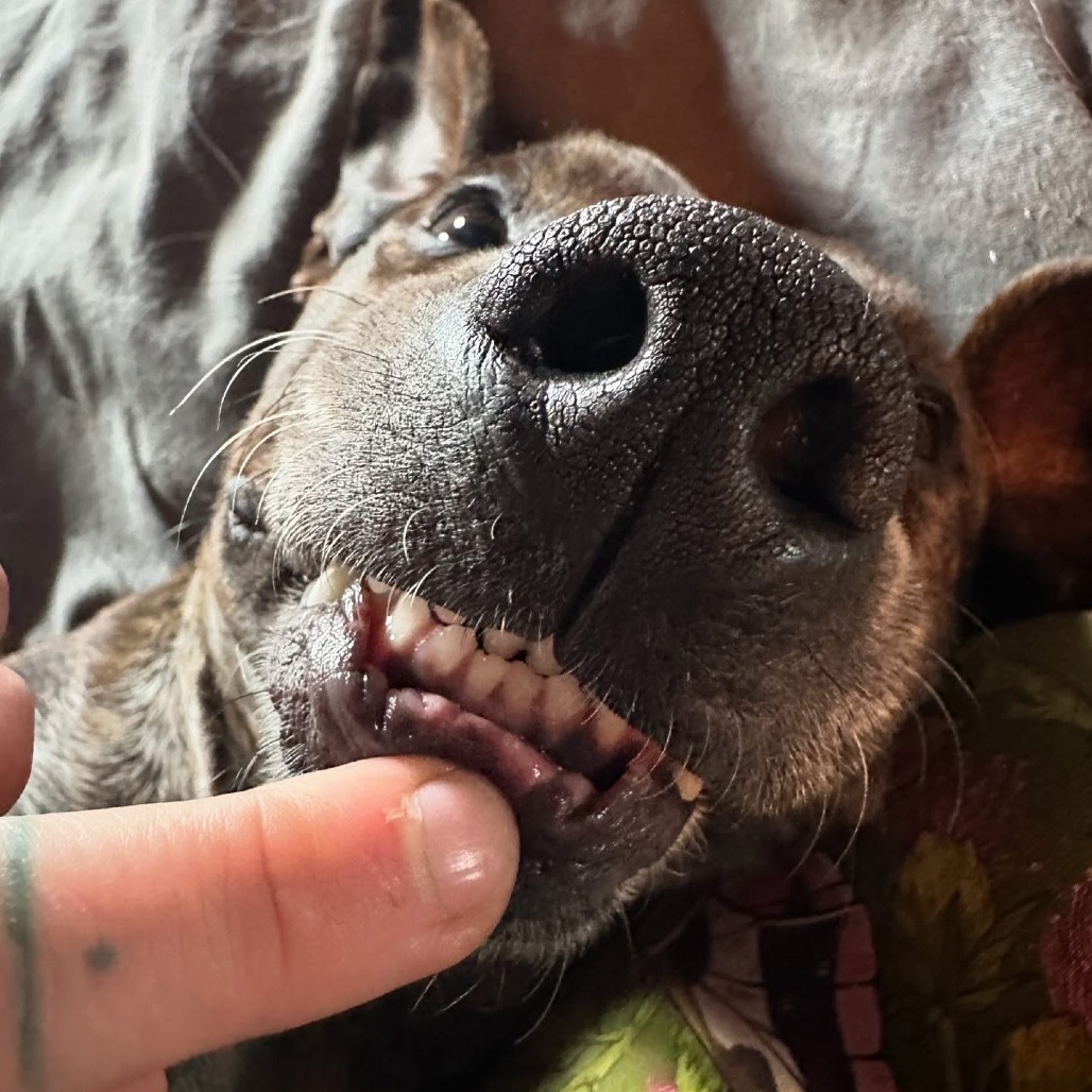 Layla, an adoptable Mountain Cur in Oxford, ME, 04270 | Photo Image 4