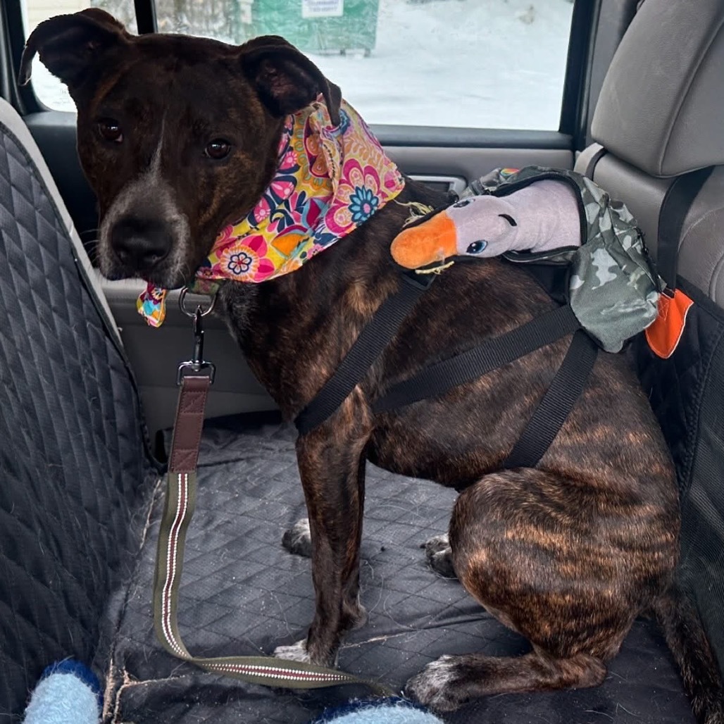 Layla, an adoptable Mountain Cur in Oxford, ME, 04270 | Photo Image 5