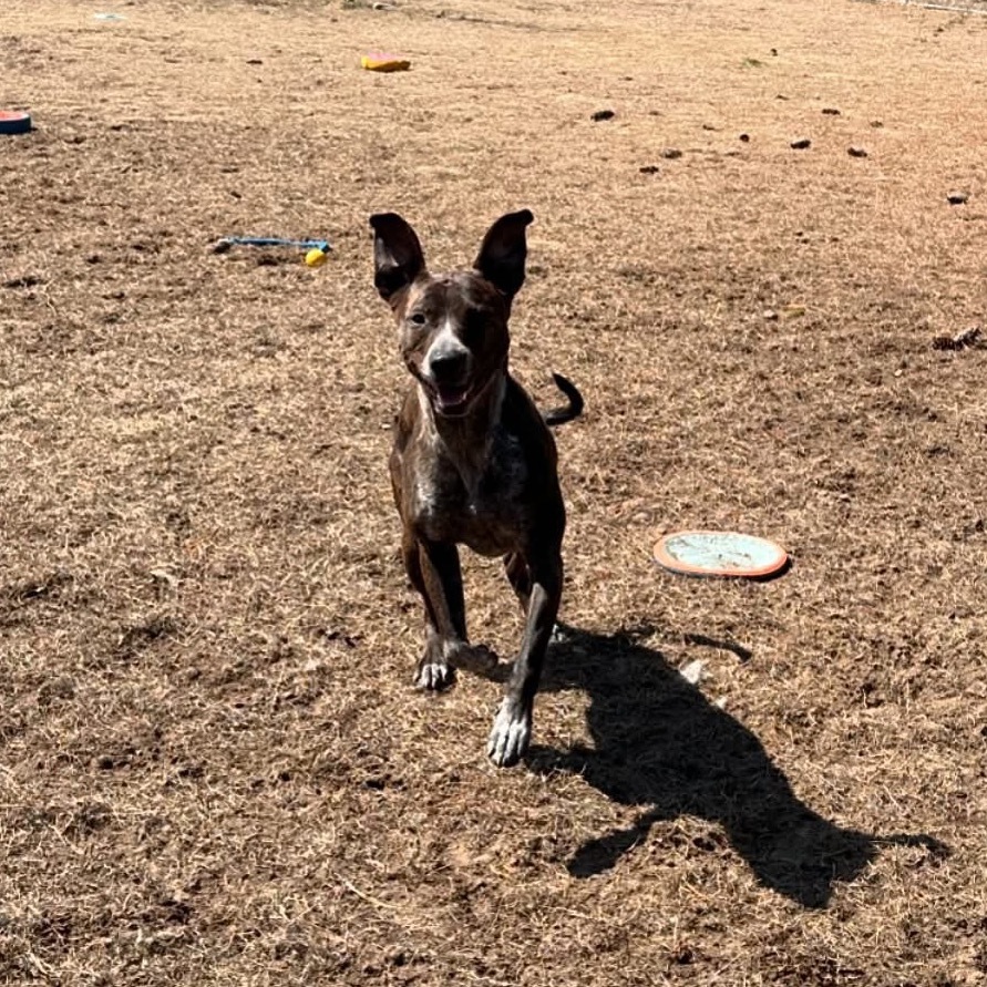 Layla, an adoptable Mountain Cur in Oxford, ME, 04270 | Photo Image 6