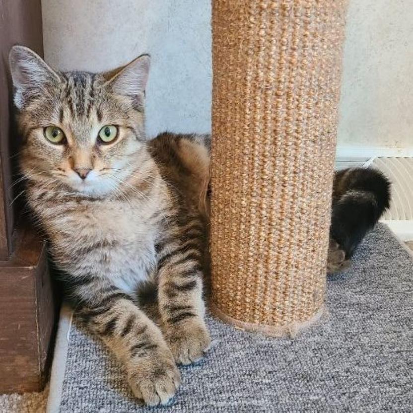 Maui, an adoptable Domestic Short Hair in Oxford, ME, 04270 | Photo Image 1