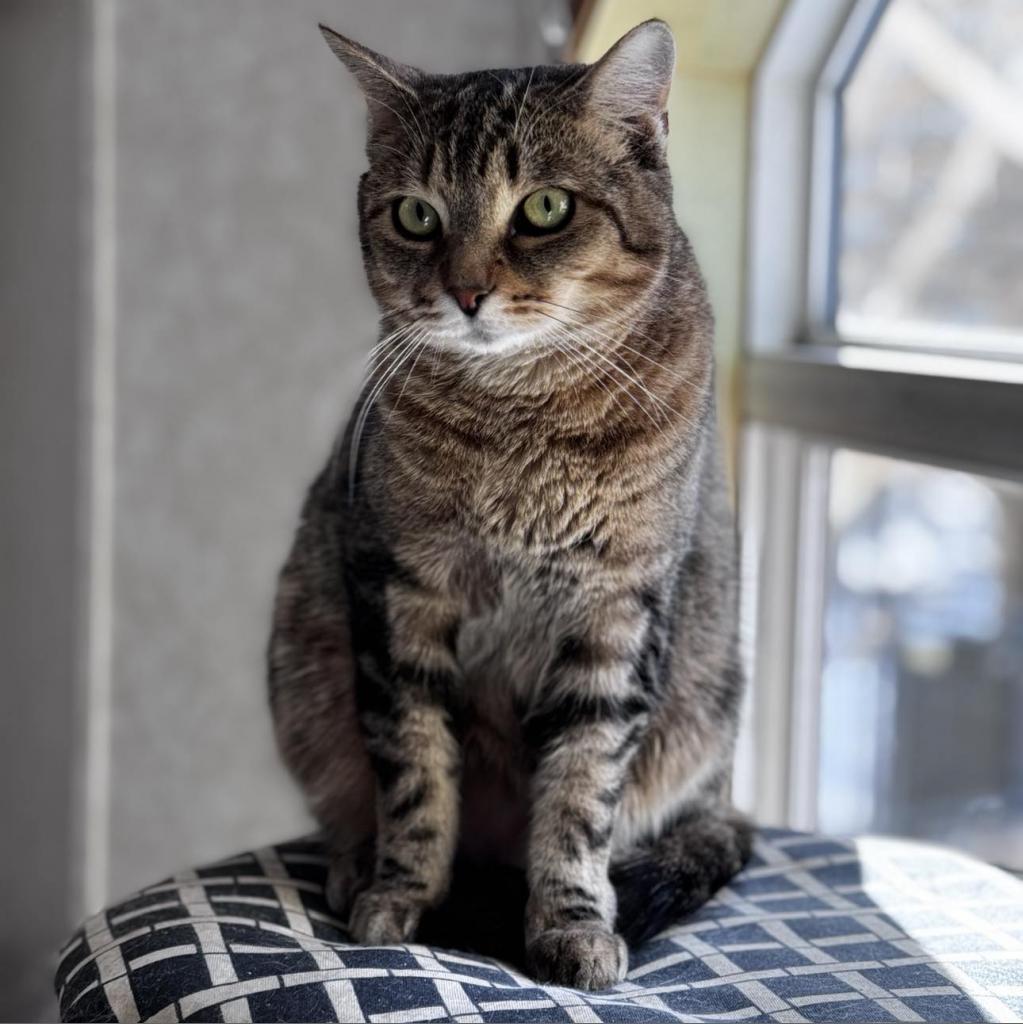 Maui, an adoptable Domestic Short Hair in Oxford, ME, 04270 | Photo Image 2